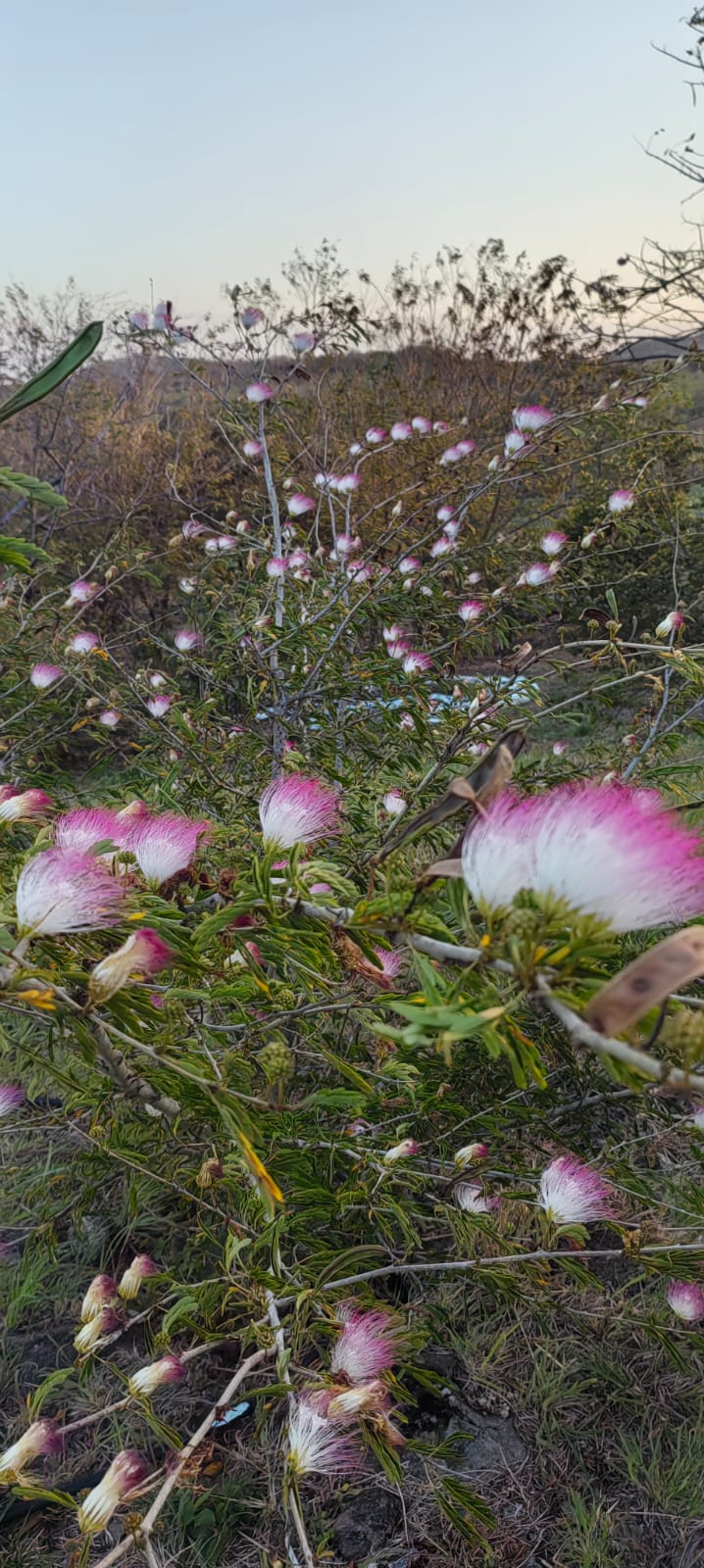 Flores nativas en el paisaje seco del cantón