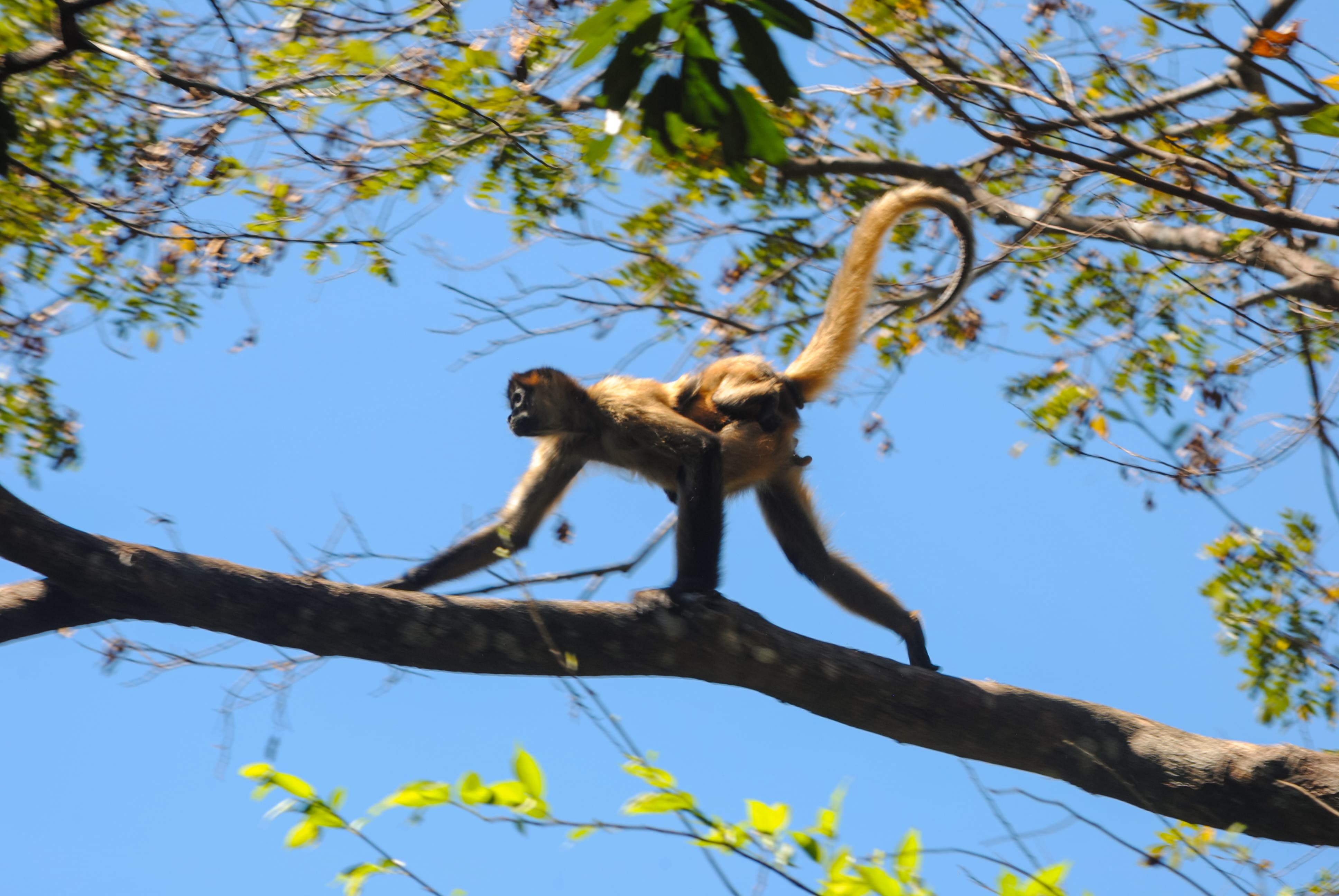 Mono araña avanzando por una rama