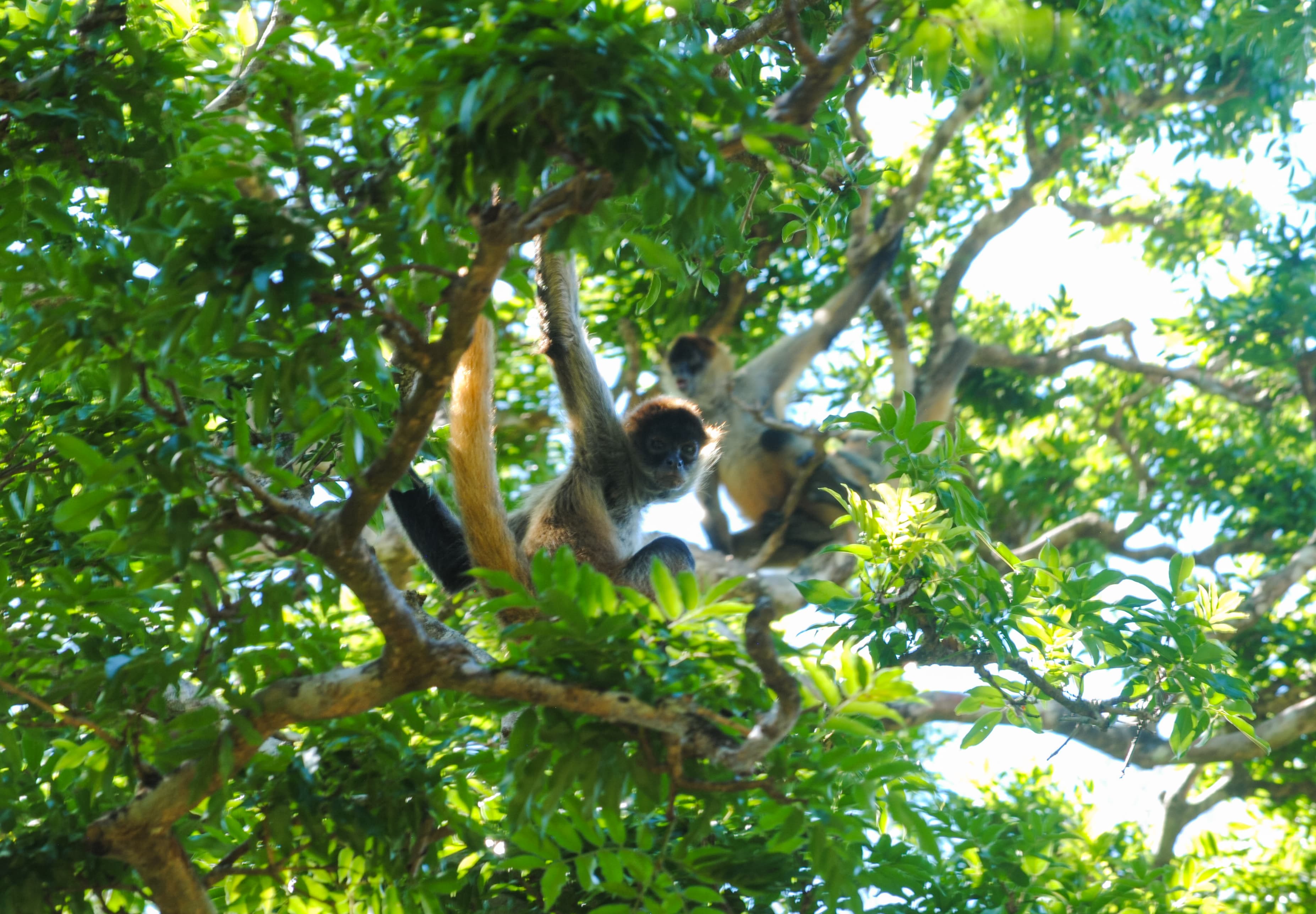 Monos araña entre ramas del bosque seco