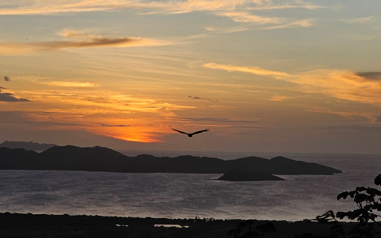 Ave en vuelo frente al atardecer sobre la bahía