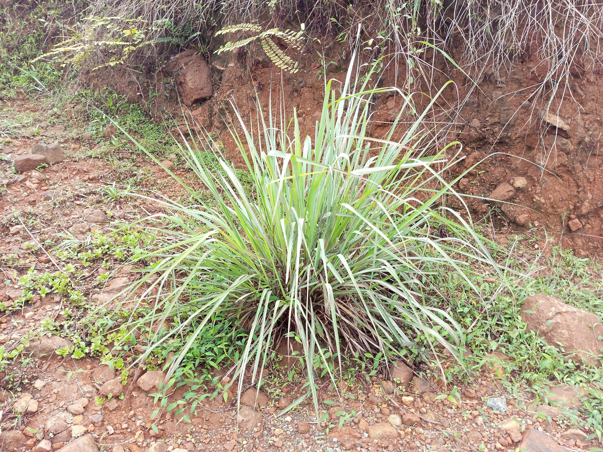 Mata de zacate limón, planta usada en saquitos