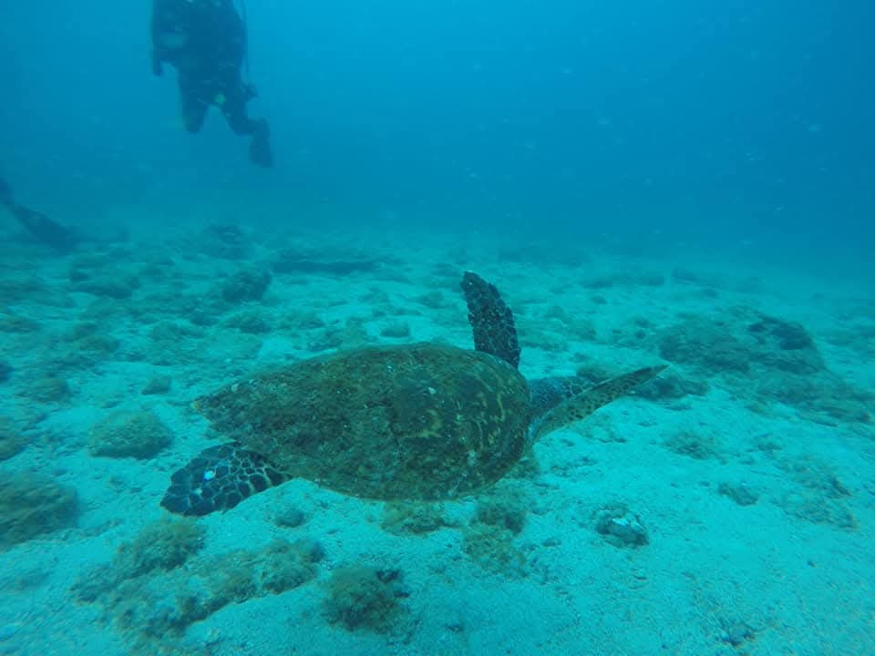 Arrecife en Islas Murciélago