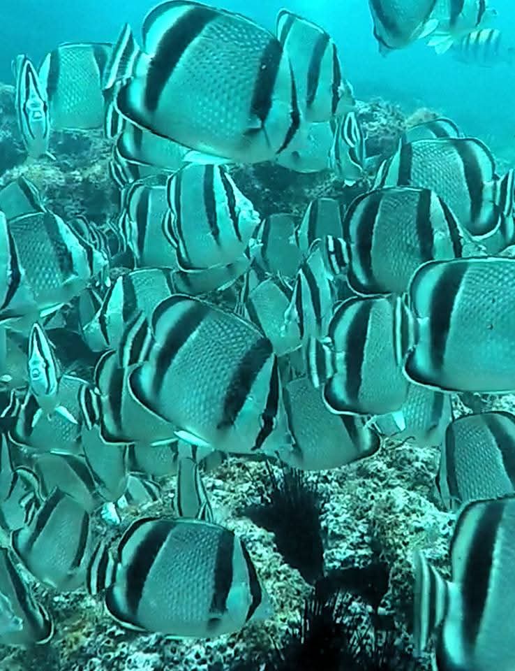 Vida marina durante el snorkel en La Cruz