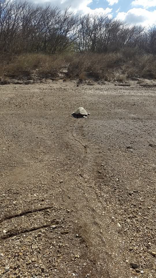 Tortuga marina en aguas de La Cruz