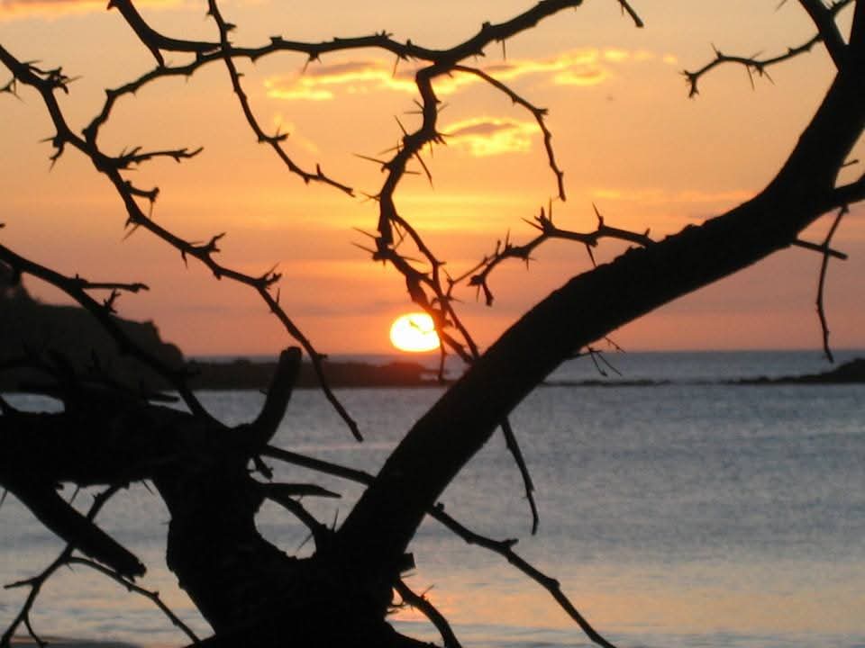 Sol bajo el horizonte visto entre ramas espinosas del bosque seco