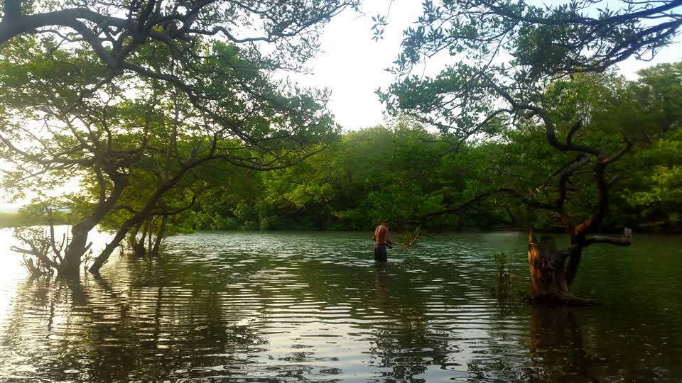 Orilla de manglar en las bahías de La Cruz