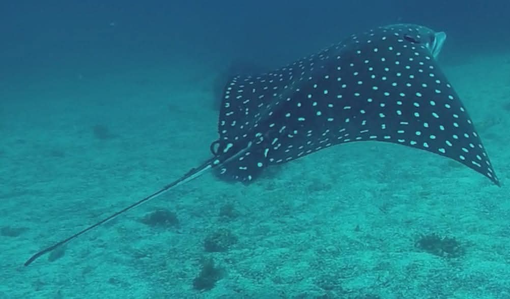 Raya punteada en el fondo marino de La Cruz