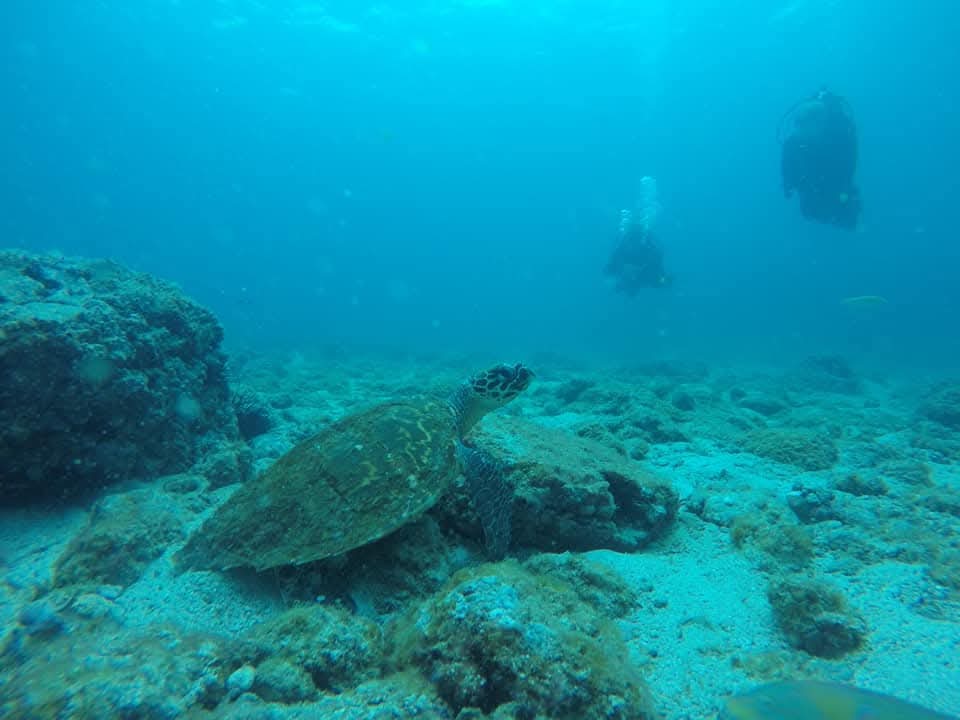 Tortuga marina y buzos en el fondo