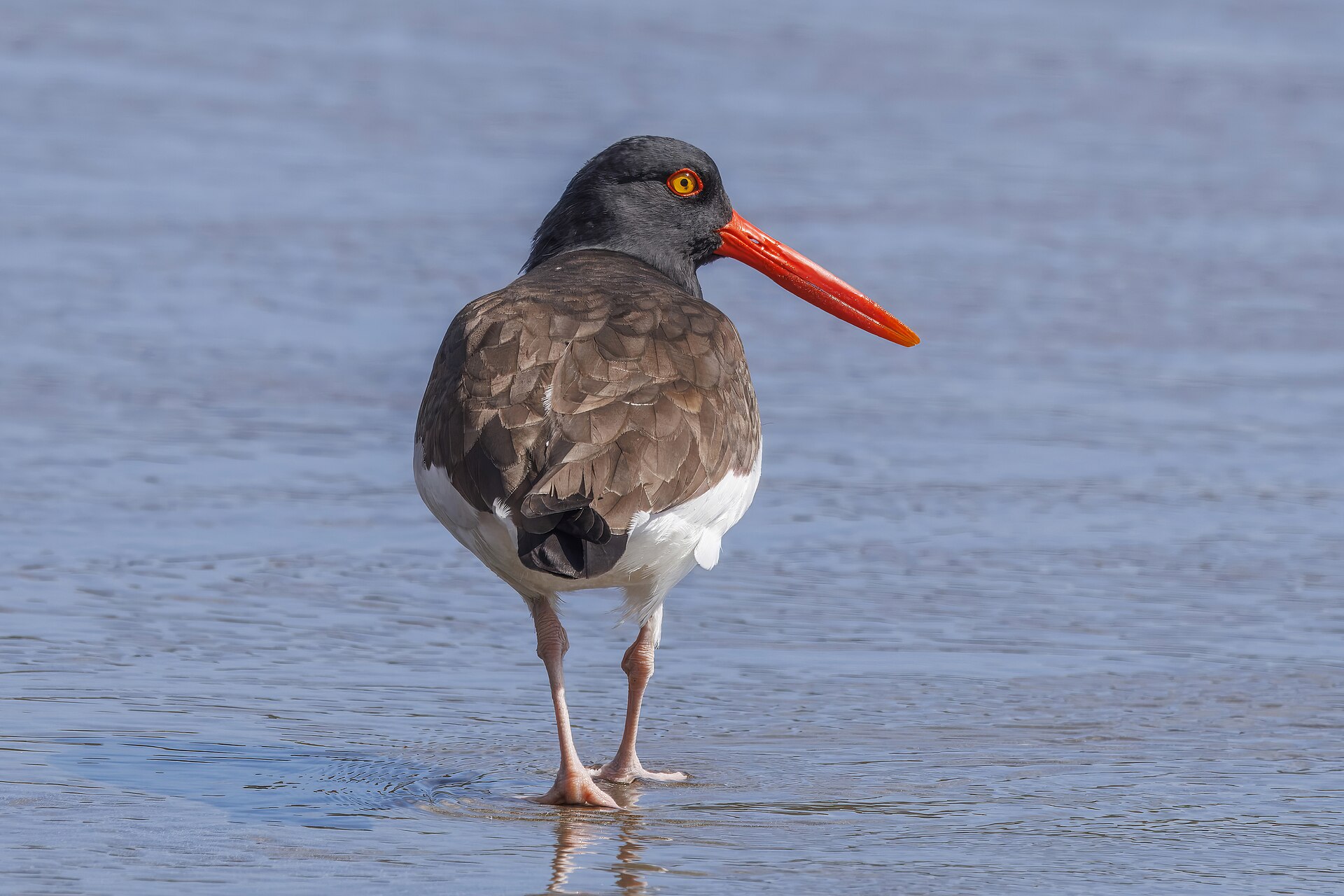 Ostrero americano, la especie que justificó el refugio de Isla Bolaños