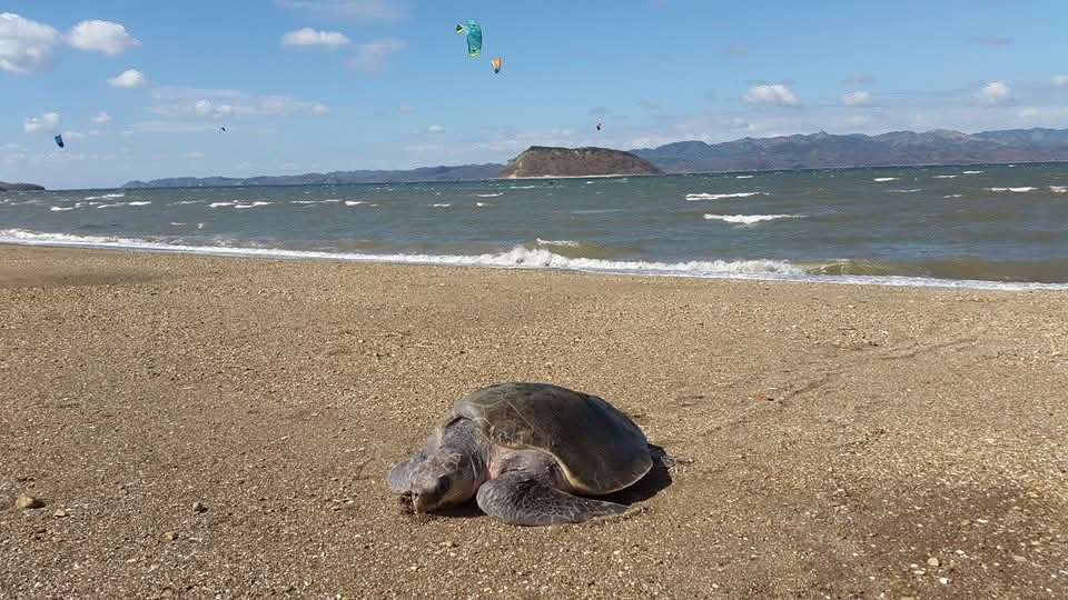 Tortuga marina en la playa con isla rocosa al fondo