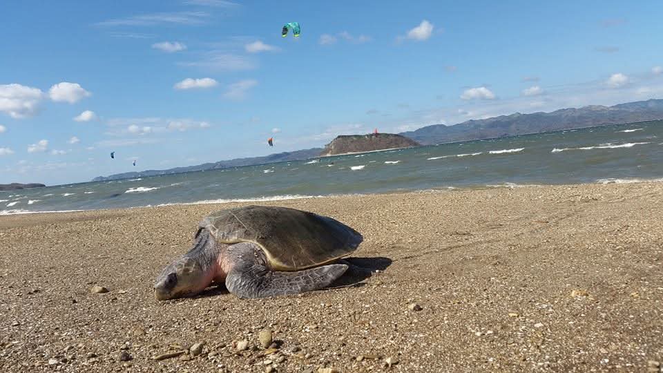 Tortuga en la orilla frente a una isla y la costa de La Cruz