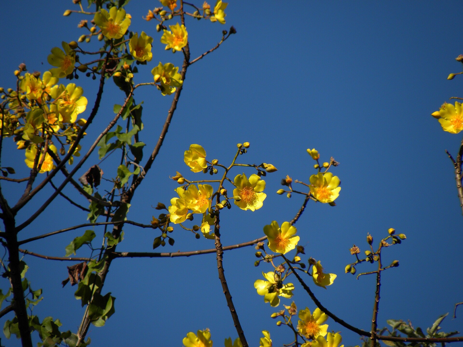 Poro-poro en flor en el bosque seco de Guanacaste