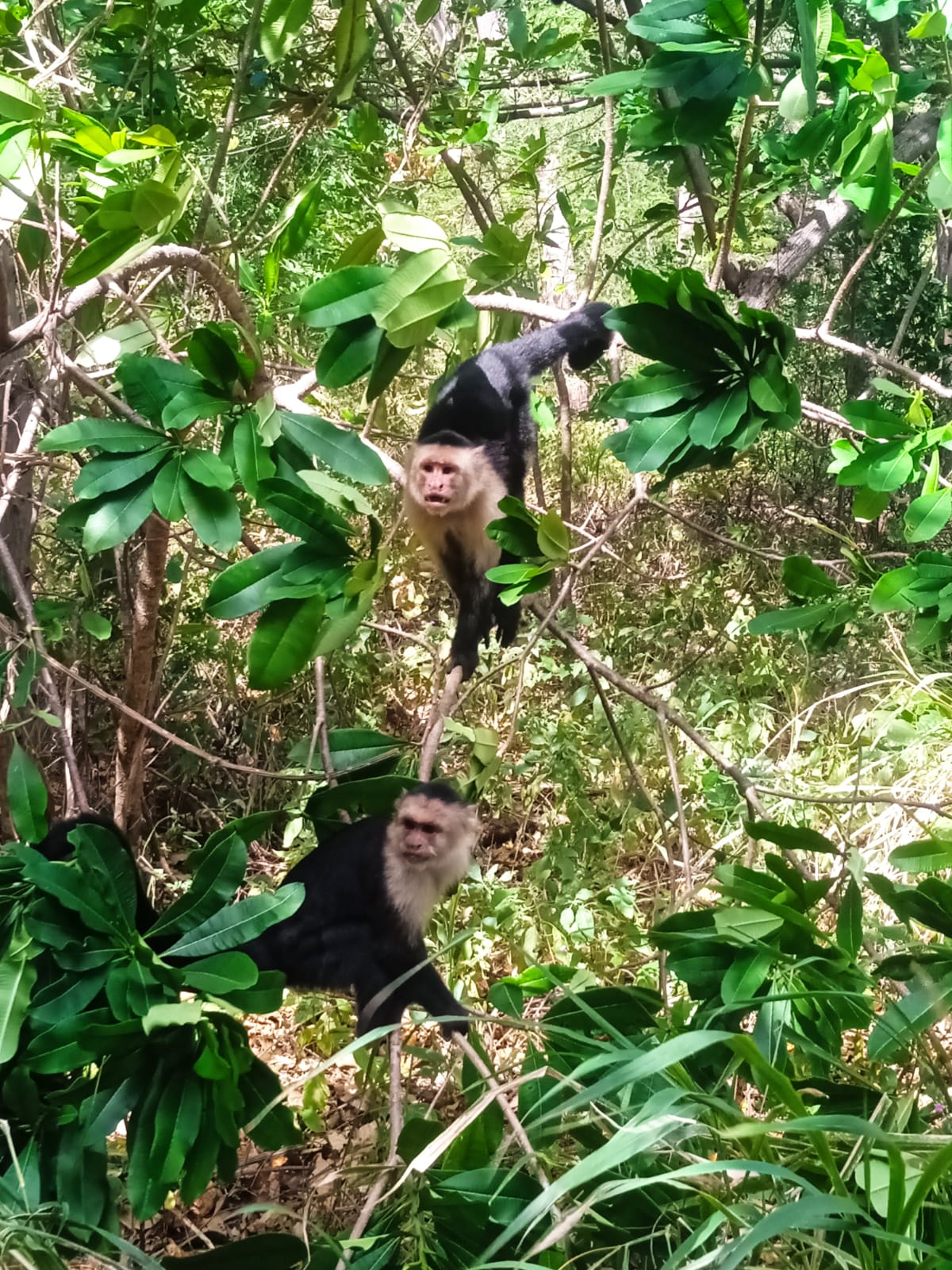 Dos monos carablanca entre el dosel del bosque seco