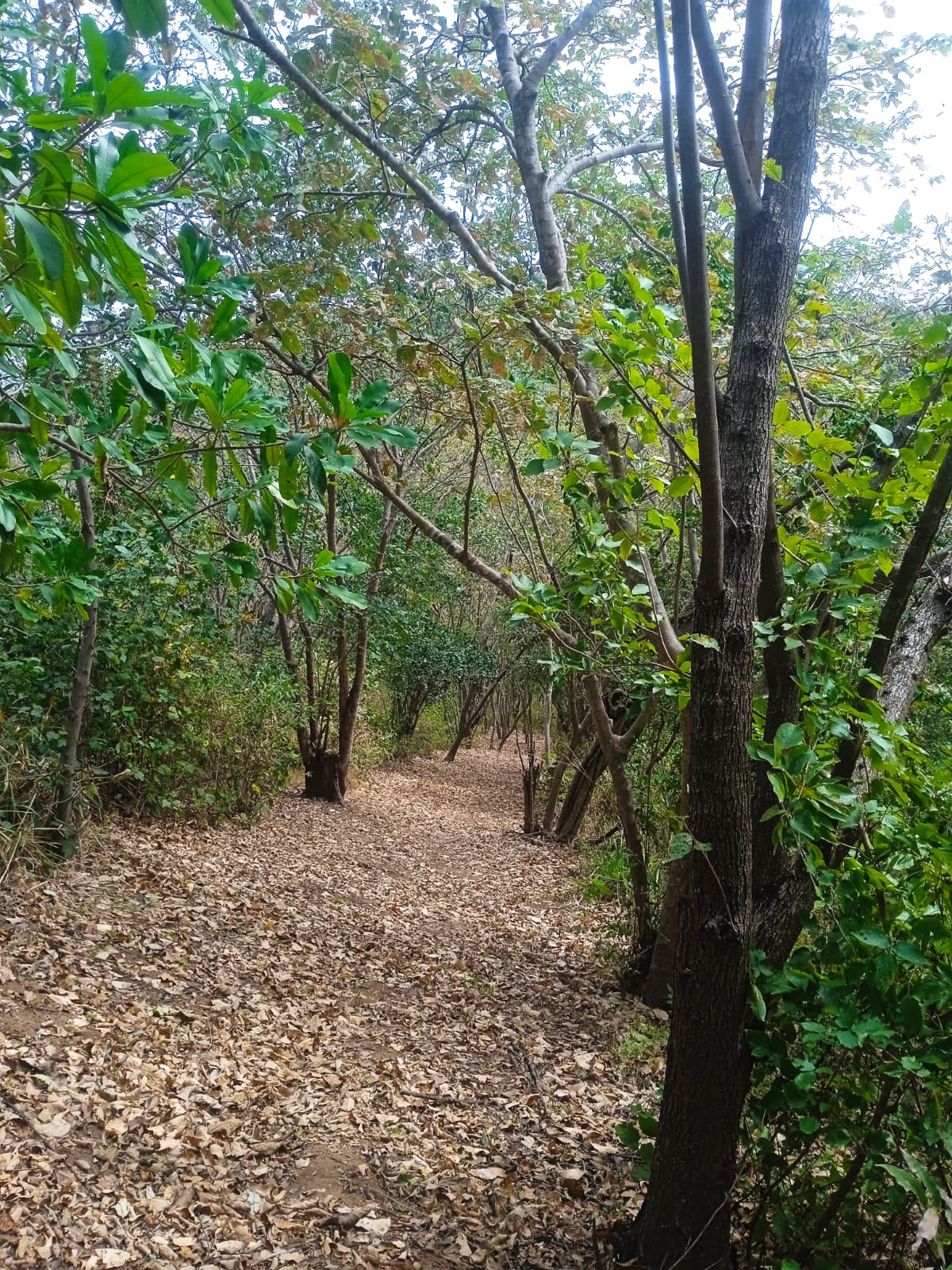Sendero Chaperno cubierto de hojas en el bosque seco de El Jobo